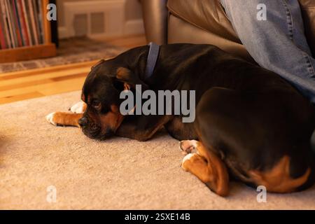 Cane di razza mista che riposa ai piedi di un divano Foto Stock