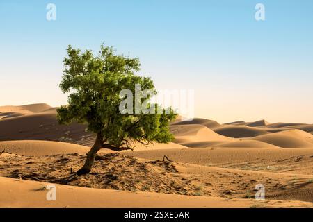 Erg Chigaga è un vasto deserto di dune di sabbia in Marocco. Foto Stock