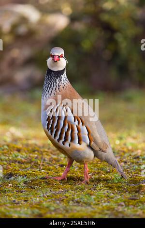 Pergamena dalle gambe rosse Alectoris rufa, adulto in piedi su erba corta, Toledo, Spagna, febbraio Foto Stock