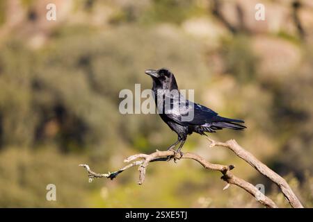 Corvo comune Corvus corax, adulto appollaiato sulla diramazione, Toledo, Spagna, febbraio Foto Stock