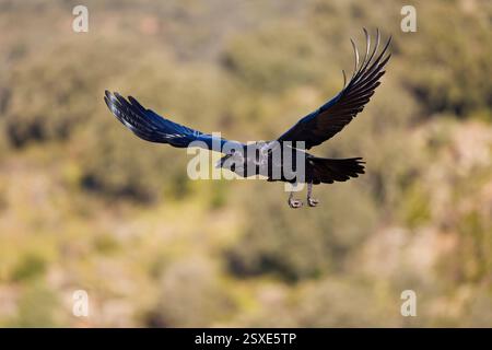Corvo comune Corvus corax, volo per adulti, Toledo, Spagna, febbraio Foto Stock
