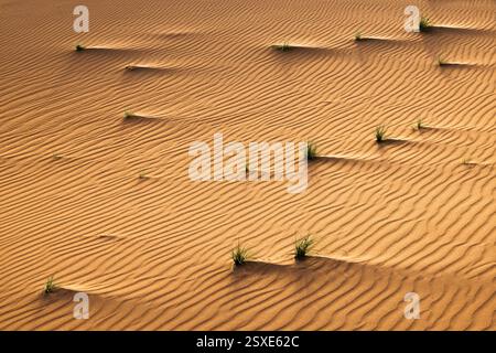 Erg Chigaga è un vasto deserto di dune di sabbia in Marocco. Foto Stock