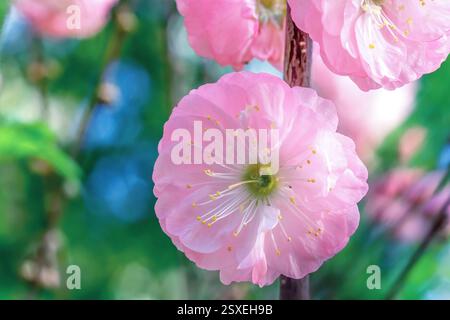 Fiore rosa di sakura in fiore nel giardino primaverile. Testa di fiori di ciliegio giapponese rosa con sfondo bokeh sfocato primo piano. Ramo dell'albero in fiore in sp Foto Stock