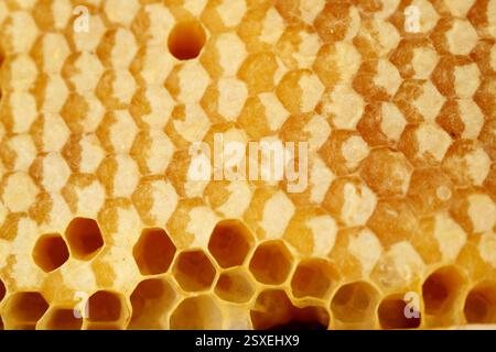 Una vista ingrandita e dettagliata di un'intricata struttura a nido d'ape con il Golden Honey al suo interno Foto Stock