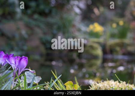 I croci viola fioriscono tra le lame verdi di erba sul lato sinistro dell'immagine. Sullo sfondo, fuori fuoco, ci sono fiori gialli e lussureggianti gr Foto Stock