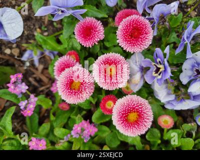 Un bouquet di fiori colorato nel giardino Foto Stock