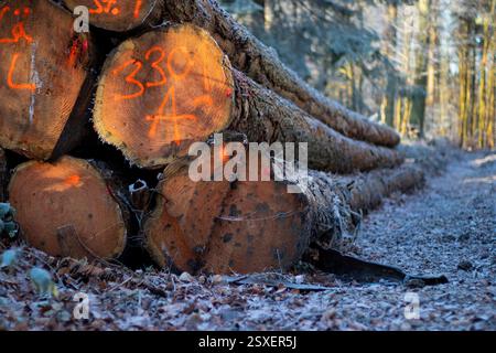 Primo piano del cumulo di tronchi. Seghe e alberi marcati a terra nella foresta, sfondo sfocato alla luce del giorno Foto Stock