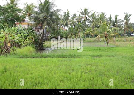 I campi di riso in Ubud, Bali, Indonesia Foto Stock