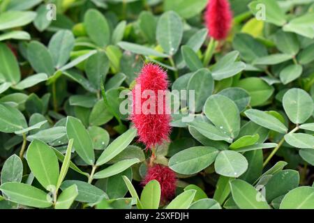 Impianto di ciniglia Firetail o ciniglia nana (Acalypha pendula) in giardino Foto Stock