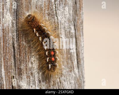 Coda marrone Moth caterpillar, Euproctis chrysorrhoea, caterpillar on groyne stump Norfolk May Foto Stock