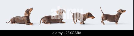 Collezione di ritratti di Dachshund in varie pose, razze di cani, isolati su sfondo bianco Foto Stock
