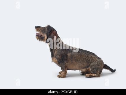 Ritratto di un Dachshund dai capelli metallici che guarda in alto, vista laterale, razze di cani Foto Stock