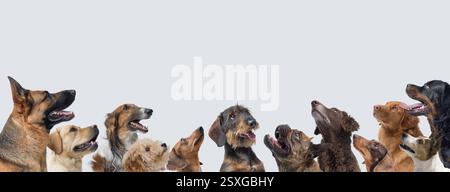 Gruppo di diversi cani felici che guardano in alto e copiano spazio, sfondo bianco Foto Stock