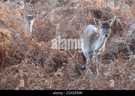 Giovani daini tra le felci invernali Foto Stock