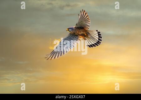 Primo piano di un Kestrel maschio, Falco tinnunculus, che si libra con le sue ali spalmate al tramonto, retroilluminato su uno sfondo di luce calda e cirrus cl Foto Stock