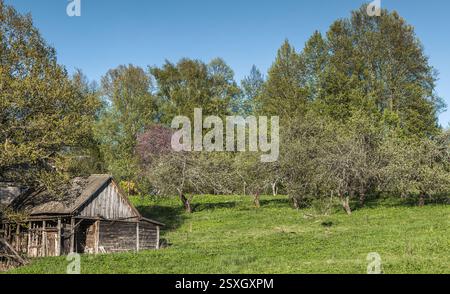 Un tranquillo ambiente di campagna caratterizzato da un rustico fienile in legno tra un lussureggiante frutteto verde e alti alberi, catturando la tranquillità dei paesaggi rurali Foto Stock
