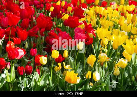 Fiori di tulipani dai colori vivaci a Keukenhof, Paesi Bassi Foto Stock