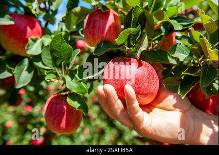 Primo piano della mano di un contadino che raccoglie una mela rossa matura da un albero in un frutteto in una giornata di sole Foto Stock