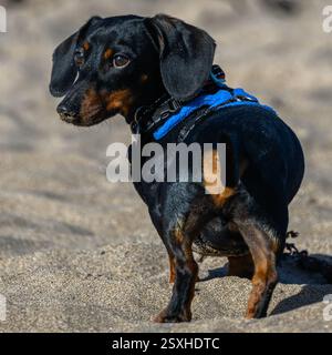 Bassotto nano, pelo corto, nero con macchie marroni e orecchie cadenti, su una spiaggia guarda dietro di sé. Foto Stock
