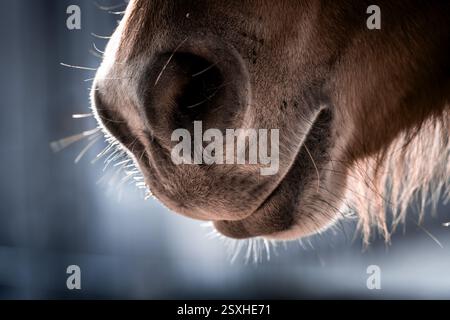 Primo piano di un cavallo che presenta le sue narici Foto Stock