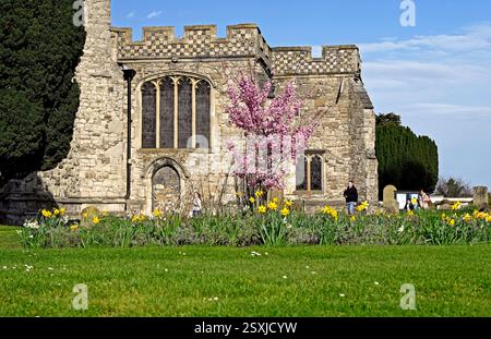 St Marys Church Prittlewell nella città di Southend, vista da ovest durante la primavera. Narcisi e fiori. Foto Stock