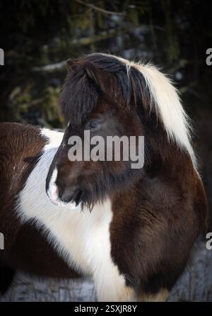 Bella pinto islandese cavallo mare Foto Stock