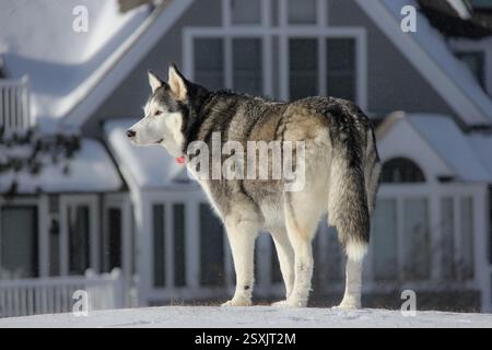 Siberian Husky protegge la sua casa nella neve - Super Focus - gigapixel Foto Stock