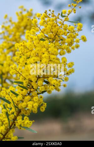 bellissimi fiori dorati al sole Foto Stock