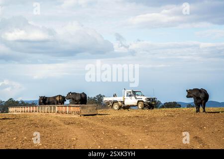 Angus stallone tori nel pascolo Foto Stock