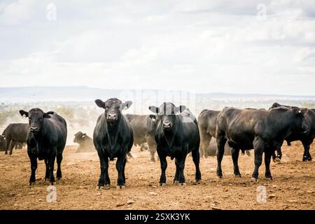 Angus stallone tori nel pascolo Foto Stock