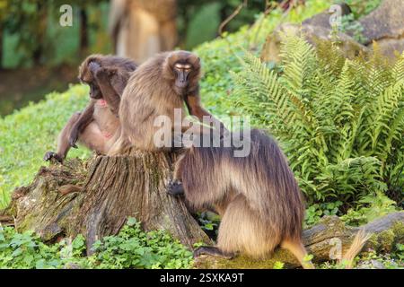 Un maschio e due Gelada femminili (Theropithecus gelada), o scimmia cuore sanguinante, siedono in bella luce su un tronco di albero che giace in una vegetazione verde. Uno o Foto Stock