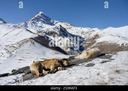 Due cani che dormono per terra nelle montagne del Caucaso Foto Stock