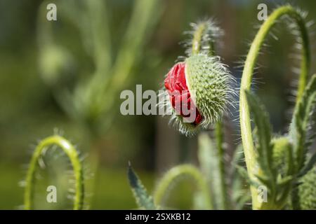 Bocciolo di un fiore di papavero (papaver) Foto Stock