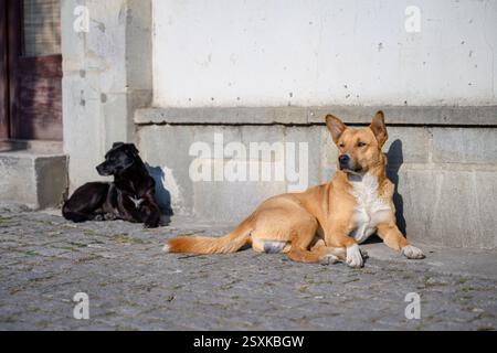 Due cani sdraiati a terra al sole Foto Stock