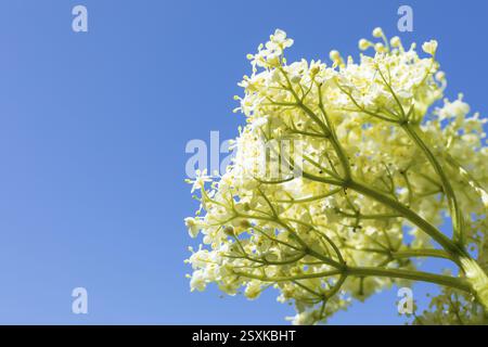 Panicle con fiori davanti a un cielo blu, Sambucus nigra (sambucus nigra), Sassonia, Germania, Europa Foto Stock