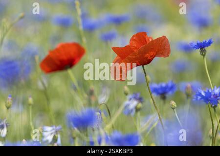 Fiori di papavero (papaver) che fioriscono tra i fiordalidi (Centaurea cyanus) ai margini di un campo, Elbland sassone, Sassonia, Germania, Europa Foto Stock