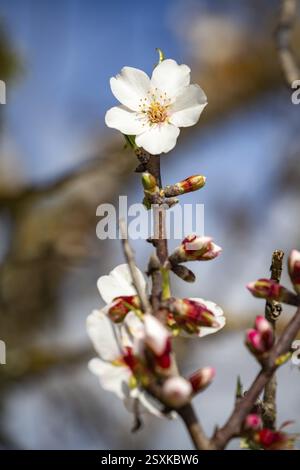 Fiori di mandorle, mandorli in fiore, dettaglio, Llubi, Maiorca, Spagna, Europa Foto Stock