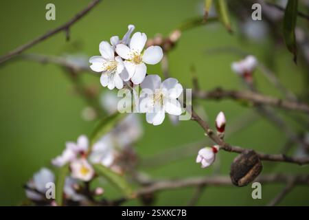 Fiori di mandorle, mandorli in fiore, dettaglio, Llubi, Maiorca, Spagna, Europa Foto Stock