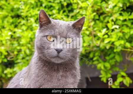 Ritratto di gatto domestico grigio nel cortile. Italia Foto Stock