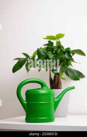 Una barattola da irrigazione verde vicino a una pianta Pachira aquatica che cresce in una pentola in piedi su un tavolo bianco in una stanza di casa Foto Stock