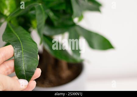 Primo piano di mano femminile che tiene una foglia verde di una pianta Pachira aquatica, che cresce in un vaso a casa Foto Stock
