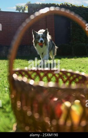 Energico cane Border Collie che corre con una palla arancione in bocca, incorniciata da un cestino di vimini. Riprese dinamiche all'aperto alla luce del sole. Foto Stock