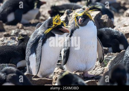 Pinguino di Macaroni tra la colonia di pinguini Southern Rockhopper (occidentale), Pebble Island, Isole Falkland Foto Stock