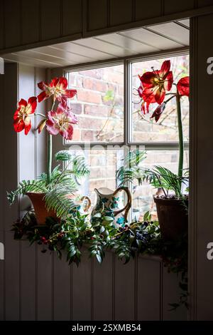 Felci e fiori in vetrina di una casa colonica ristrutturata East Sussex Tudor risalente al 1540, Inghilterra, Regno Unito. Foto Stock