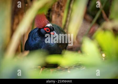 Una pergamena di legno crestato nella giungla Foto Stock