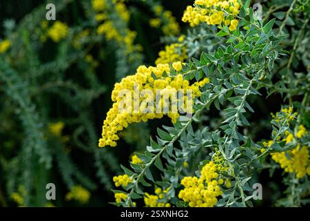 Fiori gialli della Australian acacia cultriformis Foto Stock