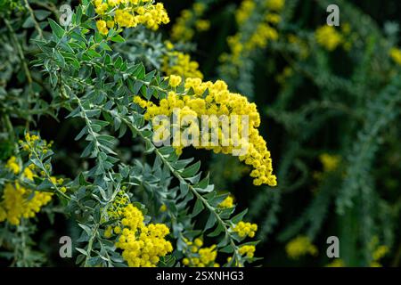 Fiori gialli della Australian acacia cultriformis Foto Stock
