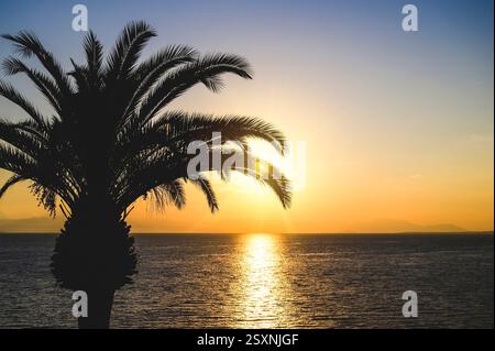 Alba sull'oceano con una palma. Foto Stock