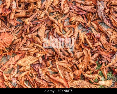 Foglie essiccate di castagno (Aesculus hippocastanum) a terra in autunno - Vienne (86), Francia. Foto Stock