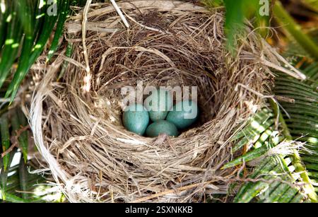 Quattro piccole uova di finch turchesi, macchiate, riposano nel nido di un uccello costruito su una palma, mostrando la bellezza della creazione della natura Foto Stock